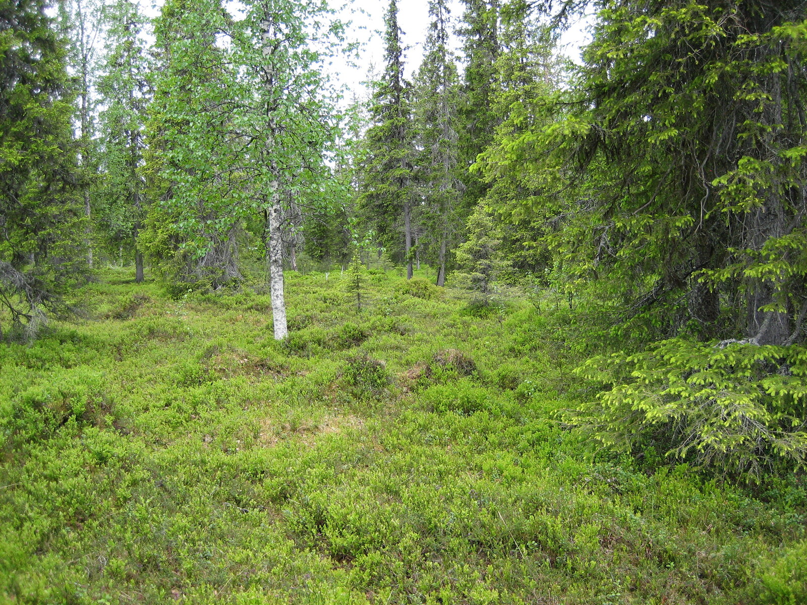 Vehreän sekametsän kuusissa on nuoria versoja eli kuusenkerkkiä.