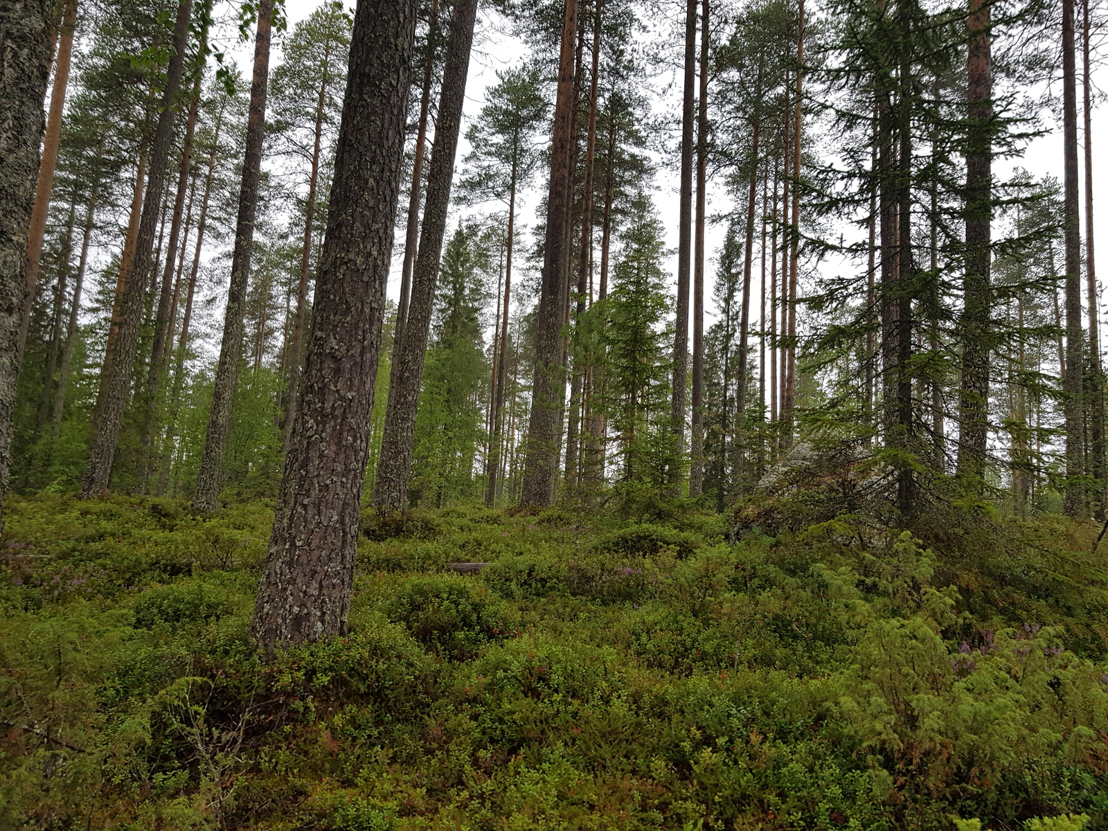 Havumetsässä kasvaa myös koivuja. Kuusen juurella on suurehko kivi.