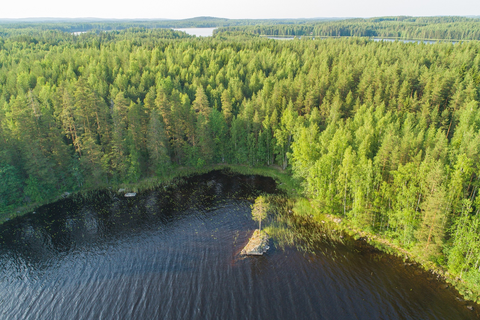 Kesäinen sekametsä reunustaa saaren poukamaa. Laaja metsäalue jatkuu horisonttiin. Ilmakuva.