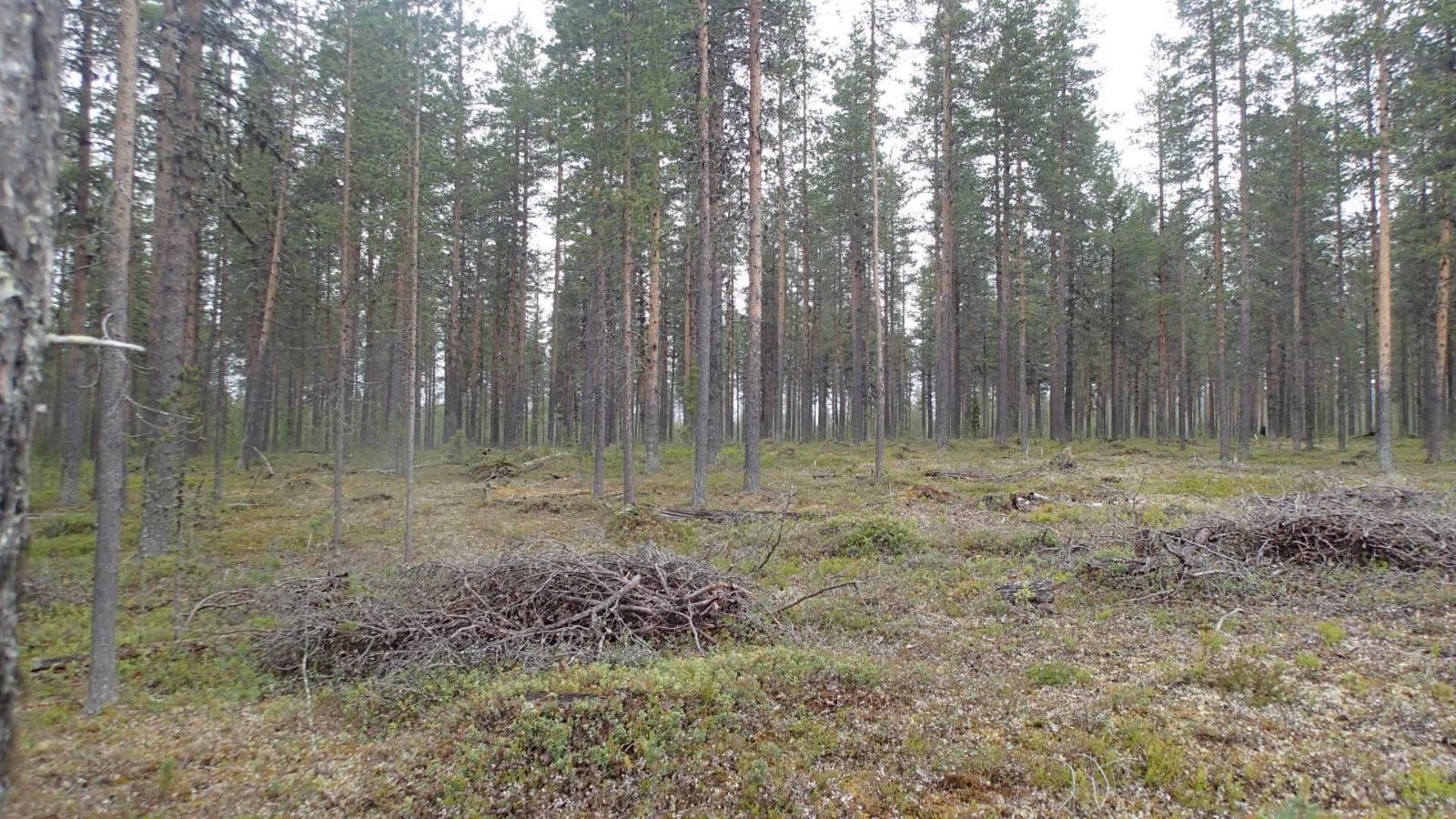 Kangasmetsää