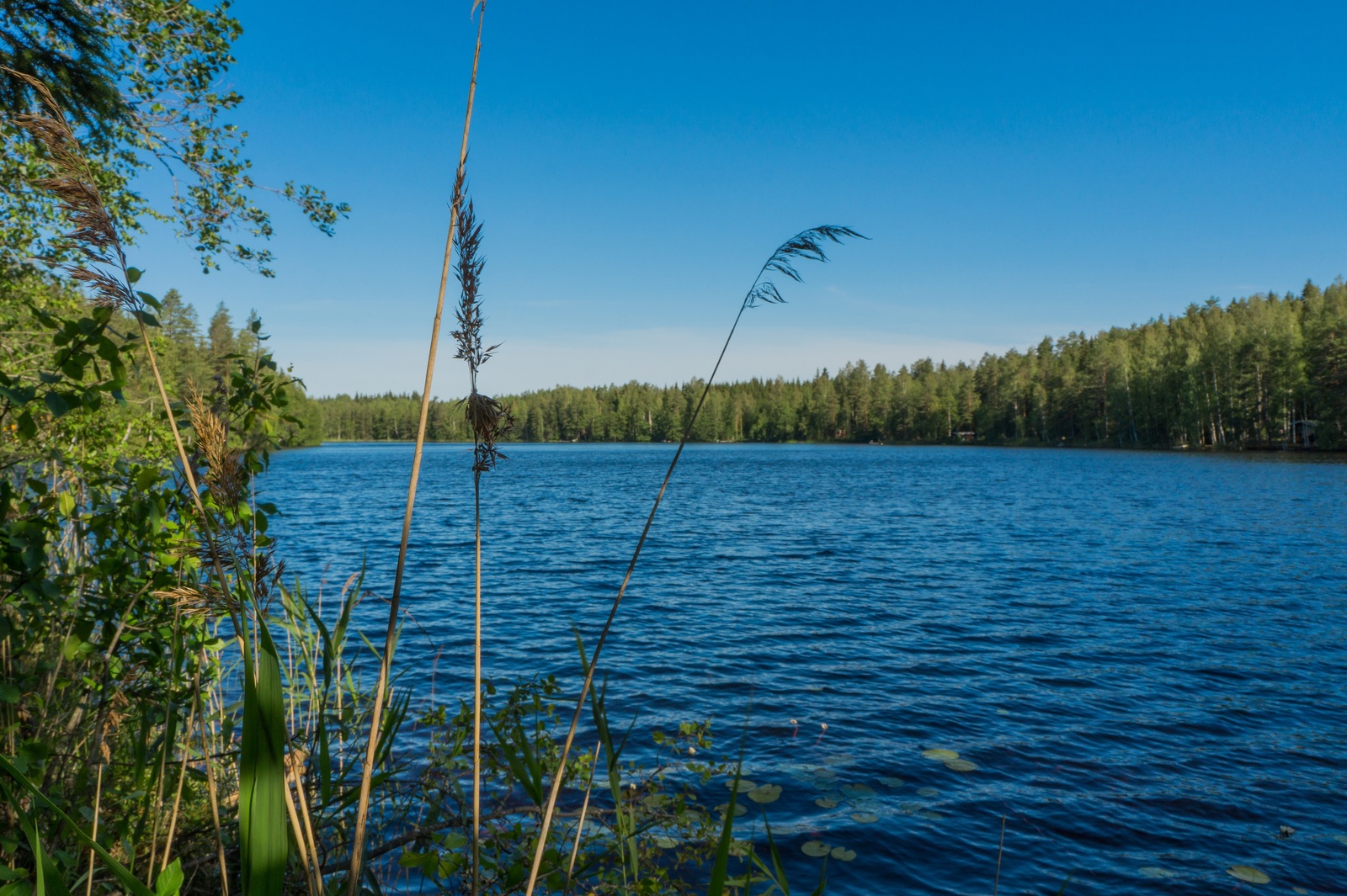 Rannan vesikasvien ja lehtipuiden takana avautuu kesäinen järvimaisema. Taivas on pilvetön.