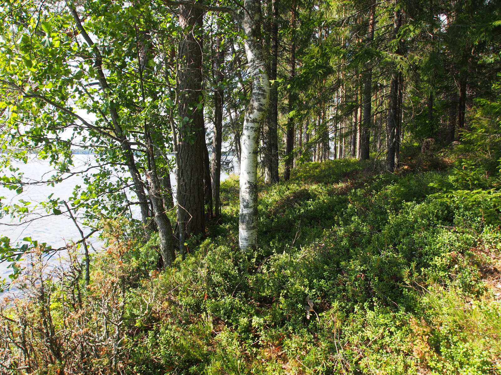 Rannan tuntumassa kasvavan kesäisen sekametsän takana avautuu järvimaisema.