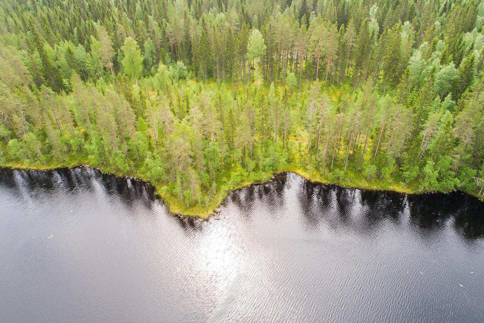 Kesäinen sekametsä reunustaa järveä. Ilmakuva.