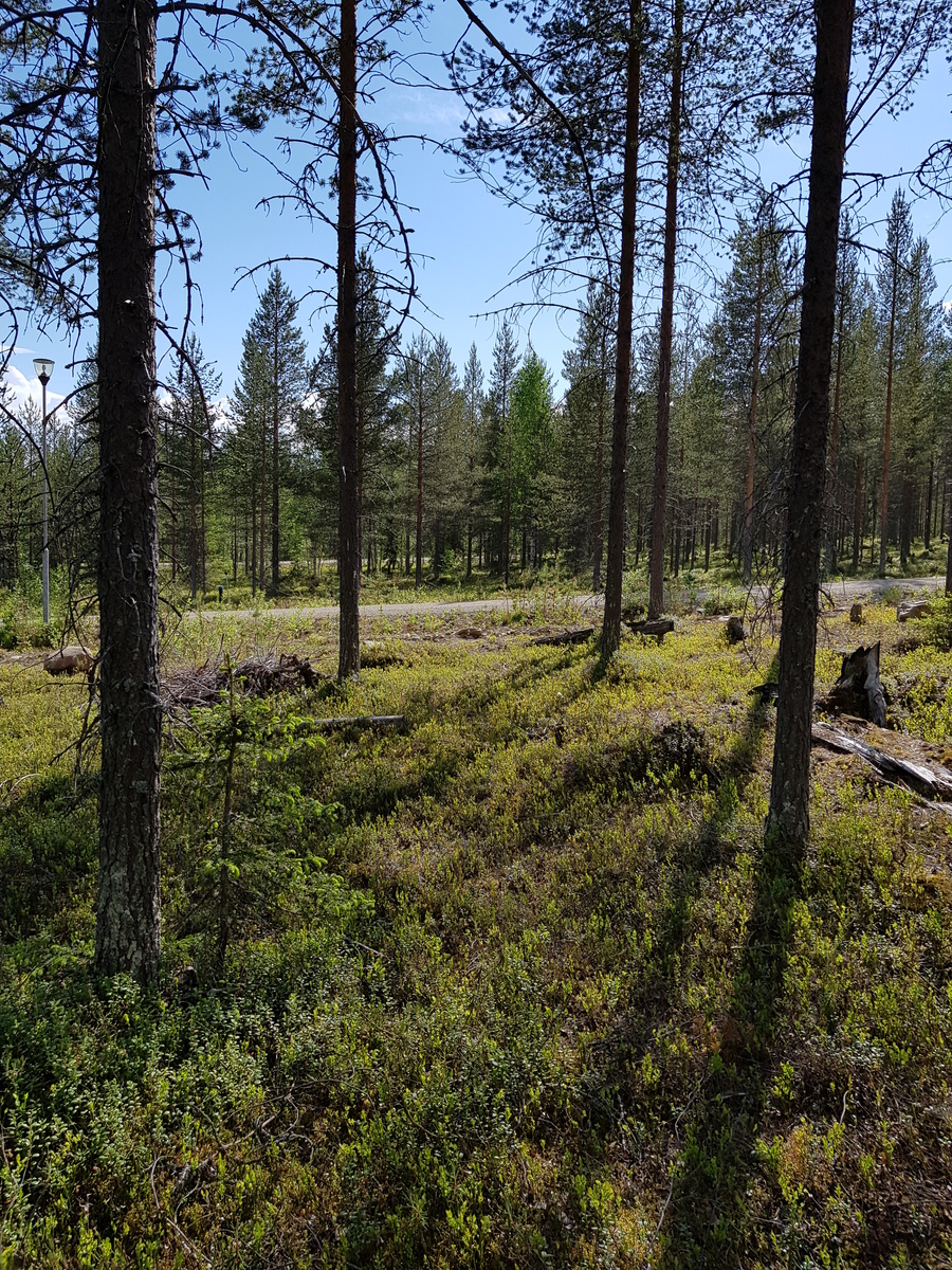 Avaran mäntymetsän takana kulkee tie, jonka varrella on valotolppa.