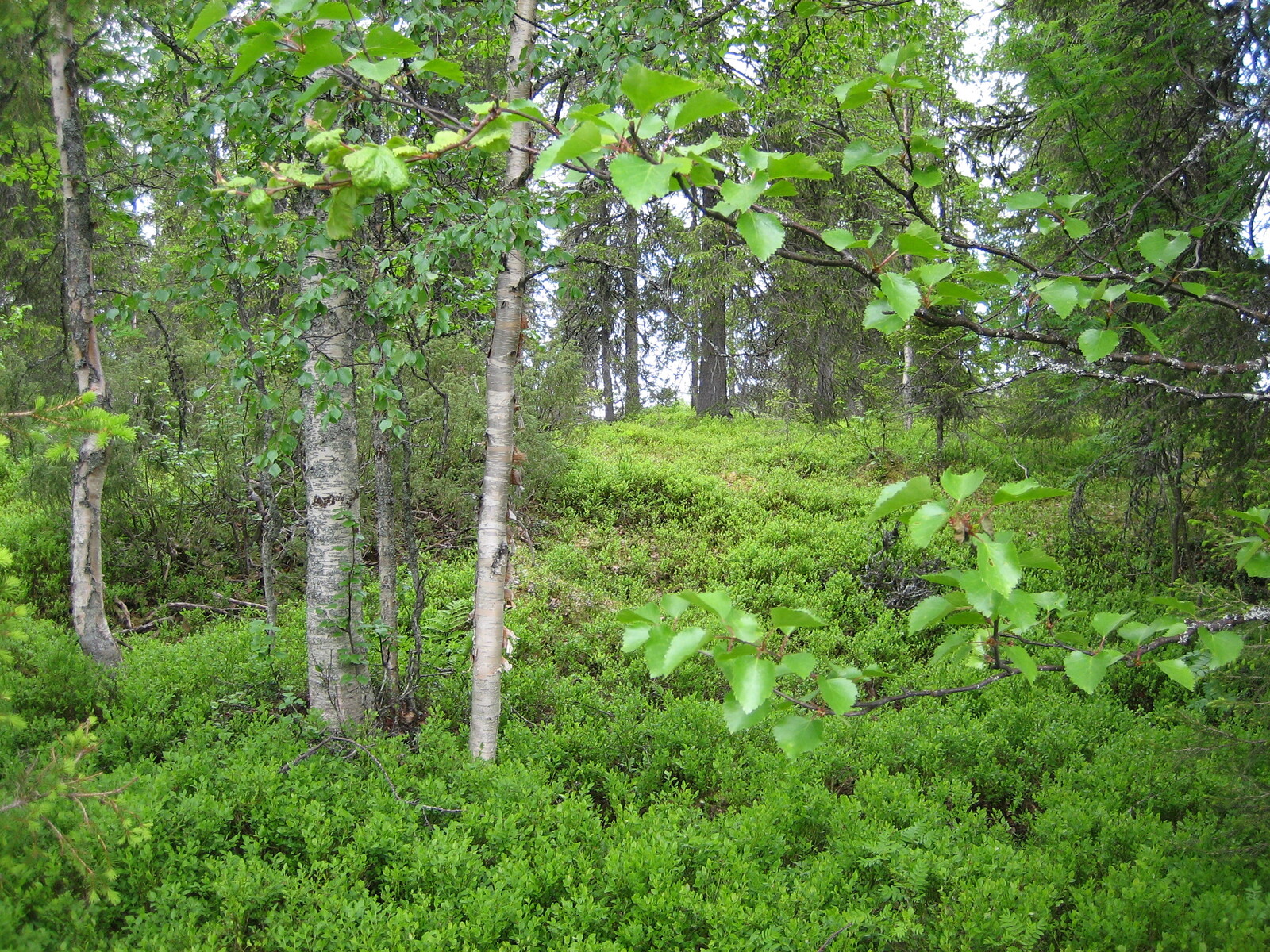 Alkukesän vehreyttä sekametsässä. Etualalla koivuja, ja aluskasvillisuutena mustikanvarpuja.