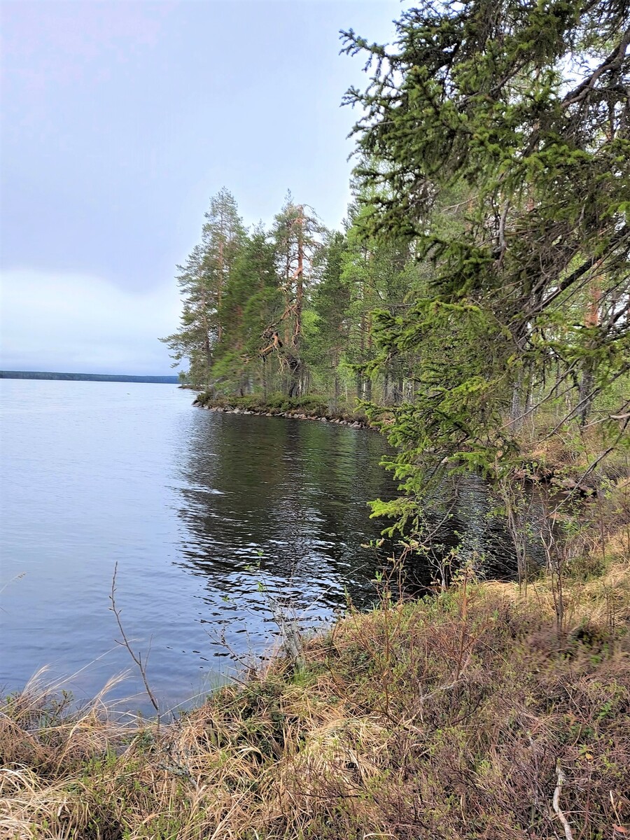 Männyt reunustavat vasemmalle kääntyvää rantaviivaa.