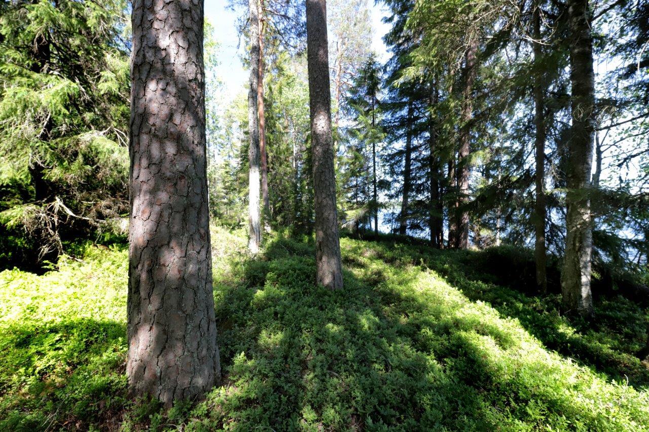 Aurinko paistaa sekametsään. Etualalla on paksu männyn runko ja taustalla pilkottaa järvi.