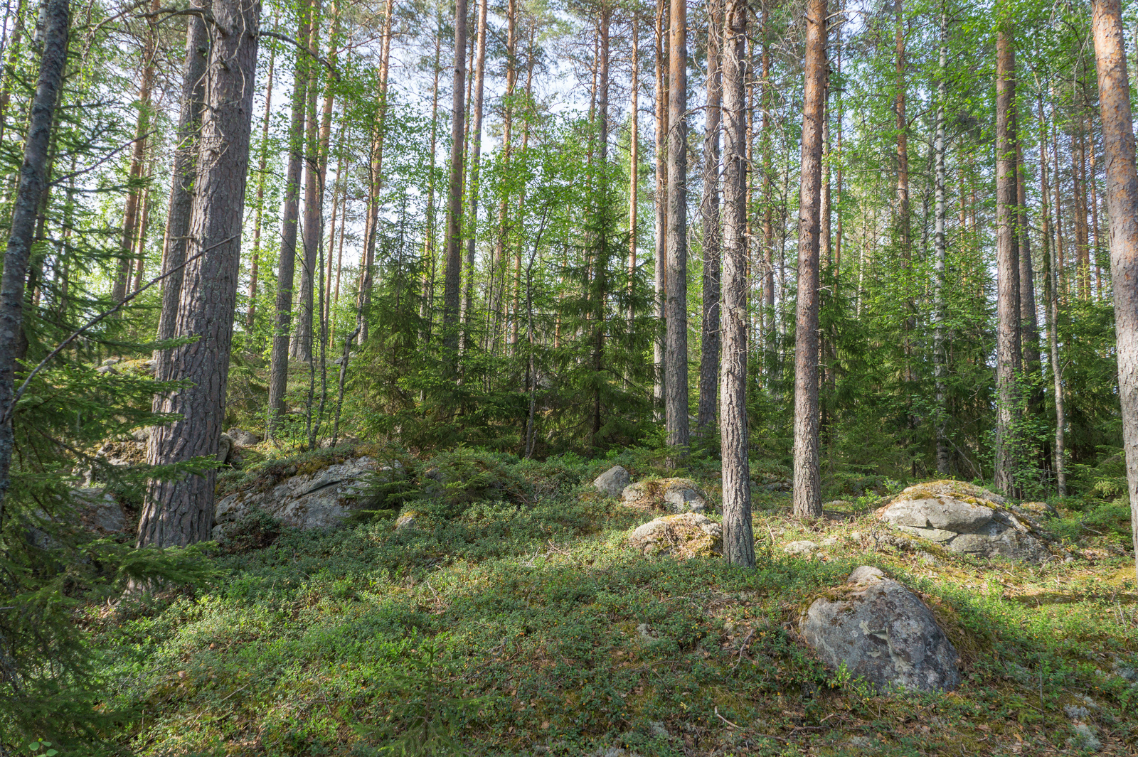 Kesäinen sekametsä kasvaa loivasti nousevassa rinteessä, jossa on suurehkoja kiviä.