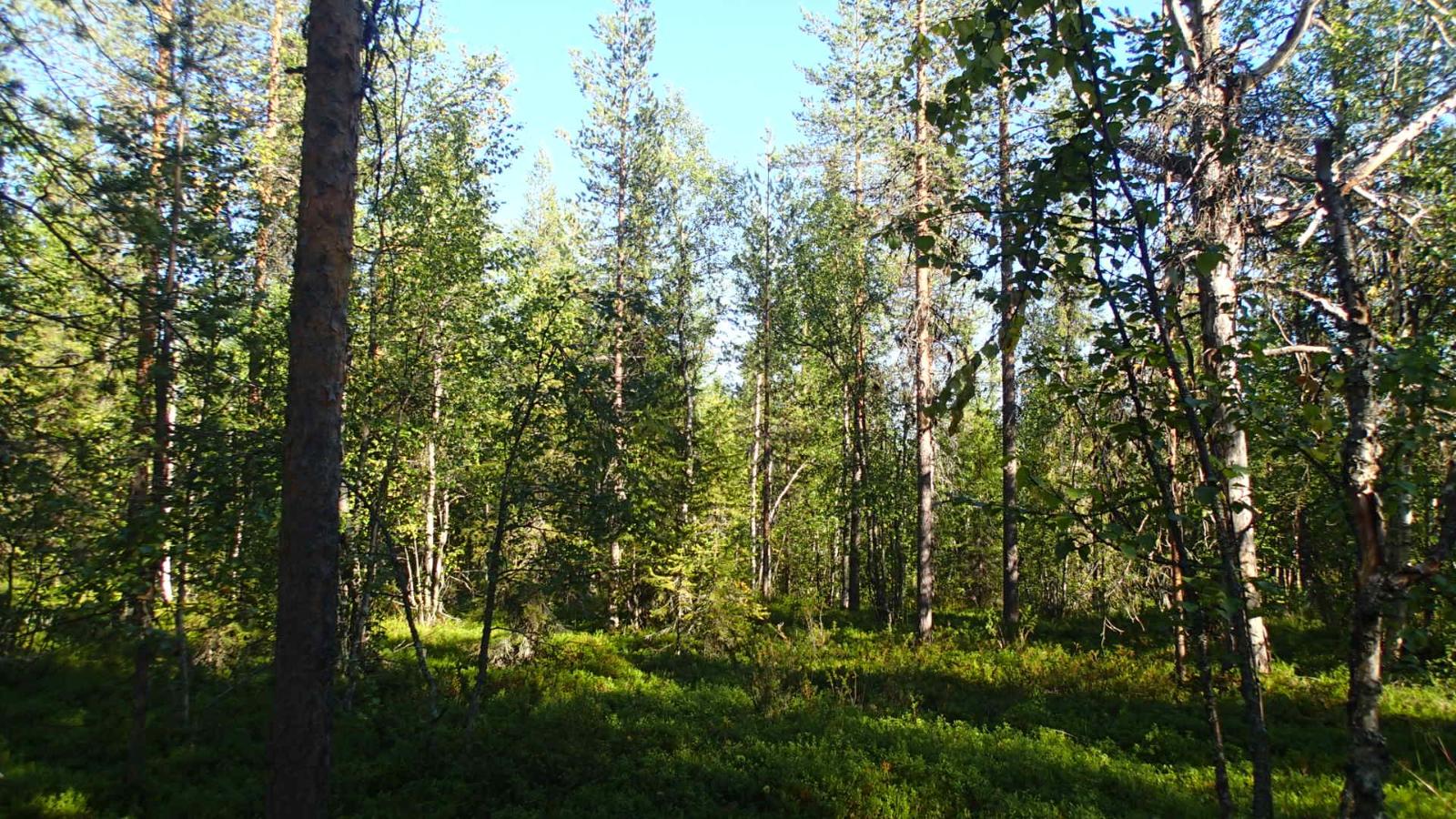 Aurinko paistaa tiheäkasvuiseen sekametsään.