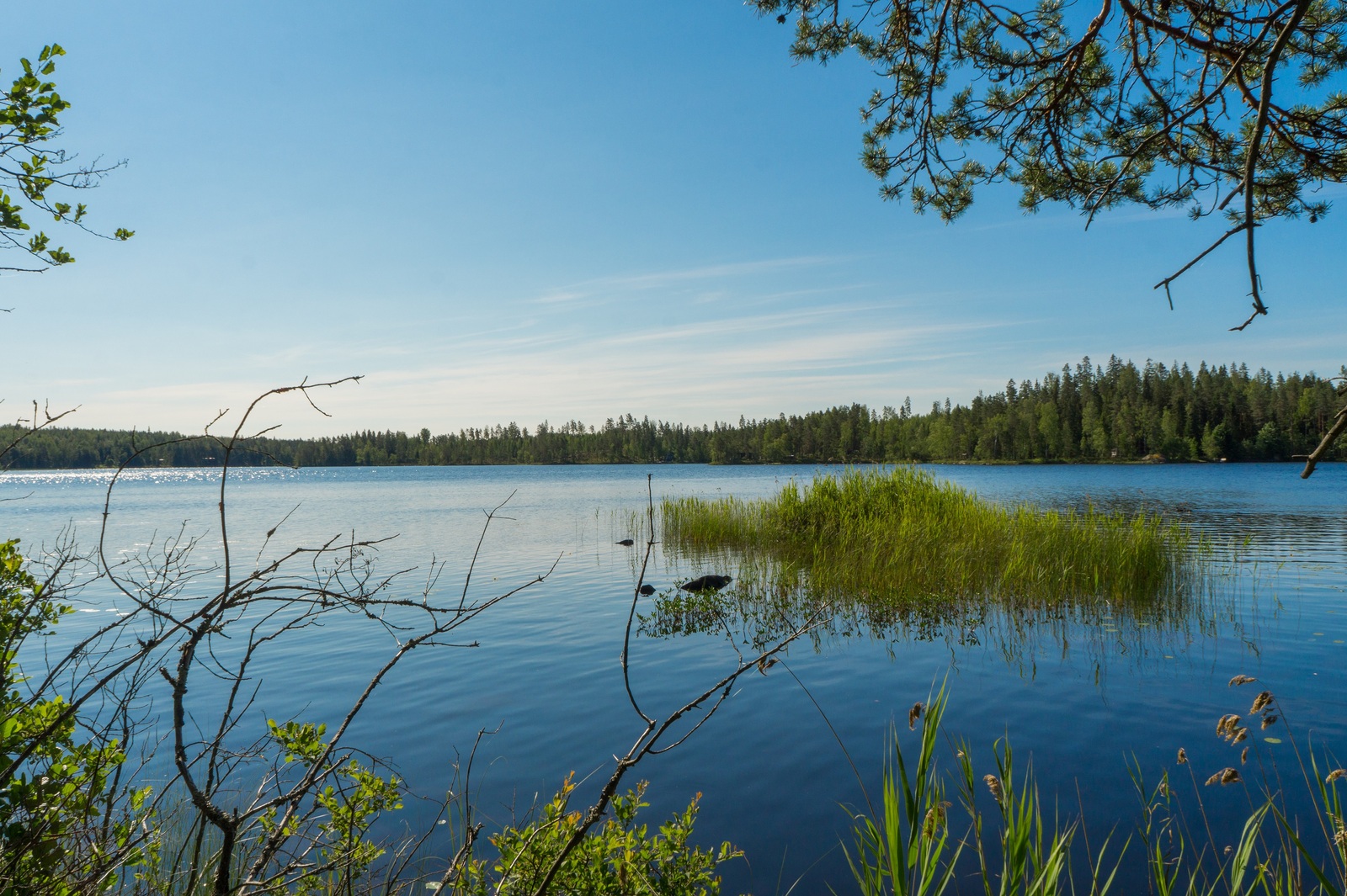 Rantapuiden oksat reunustavat kesäistä järvimaisemaa. Järvessä on vesikasveja kasvava saareke.