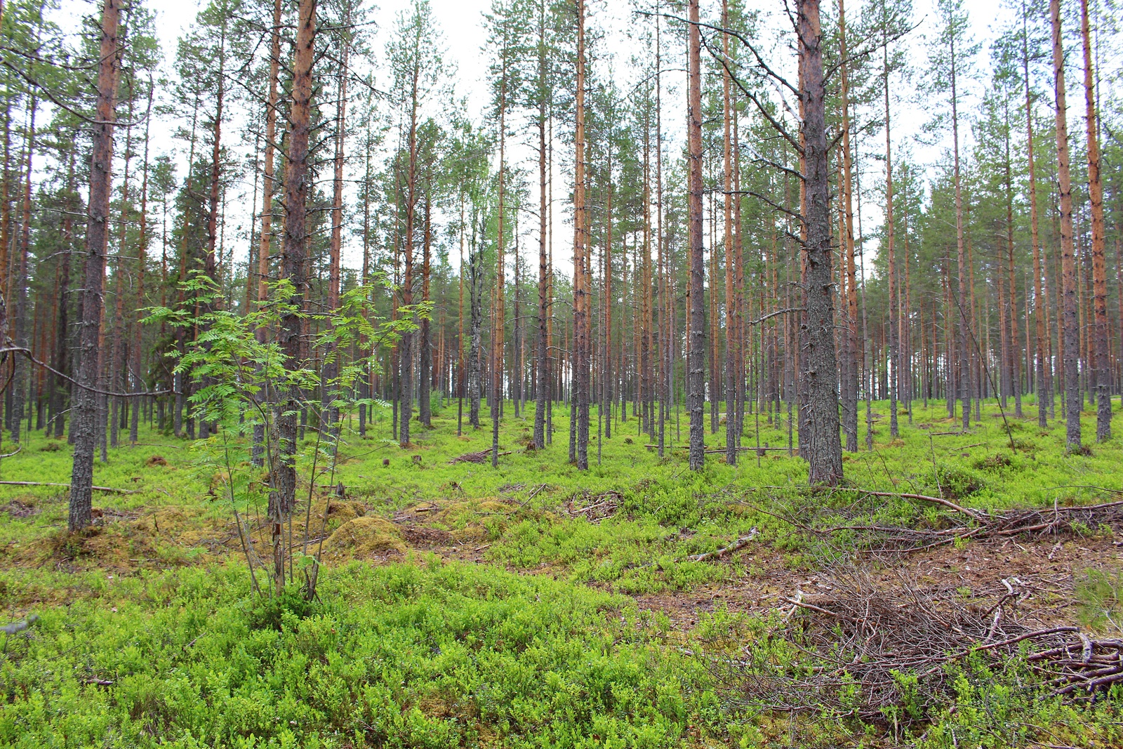 Avaran mäntymetsän edustalla kasvaa nuori pihlaja. Maassa on karsittuja oksia.