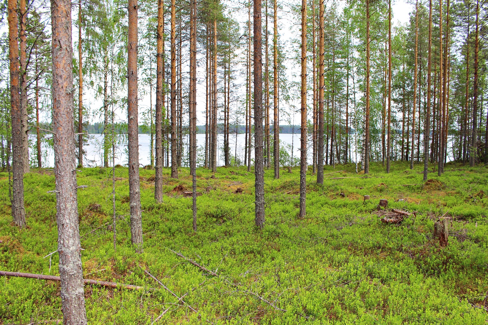 Avaran mäntykankaan takana avautuu järvimaisema.