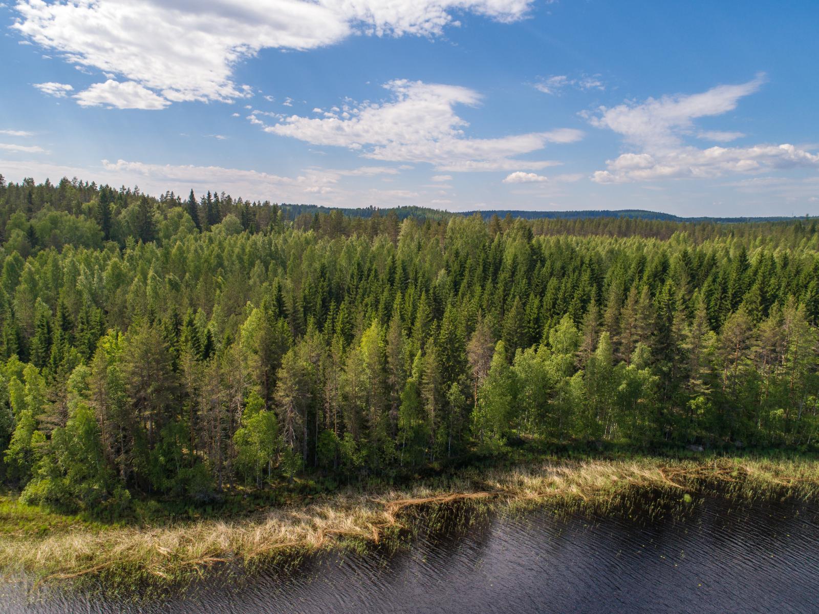 Järven rantaviivasta alkava kesäinen sekametsä kasvaa loivasti kumpuilevassa maastossa. Ilmakuva.