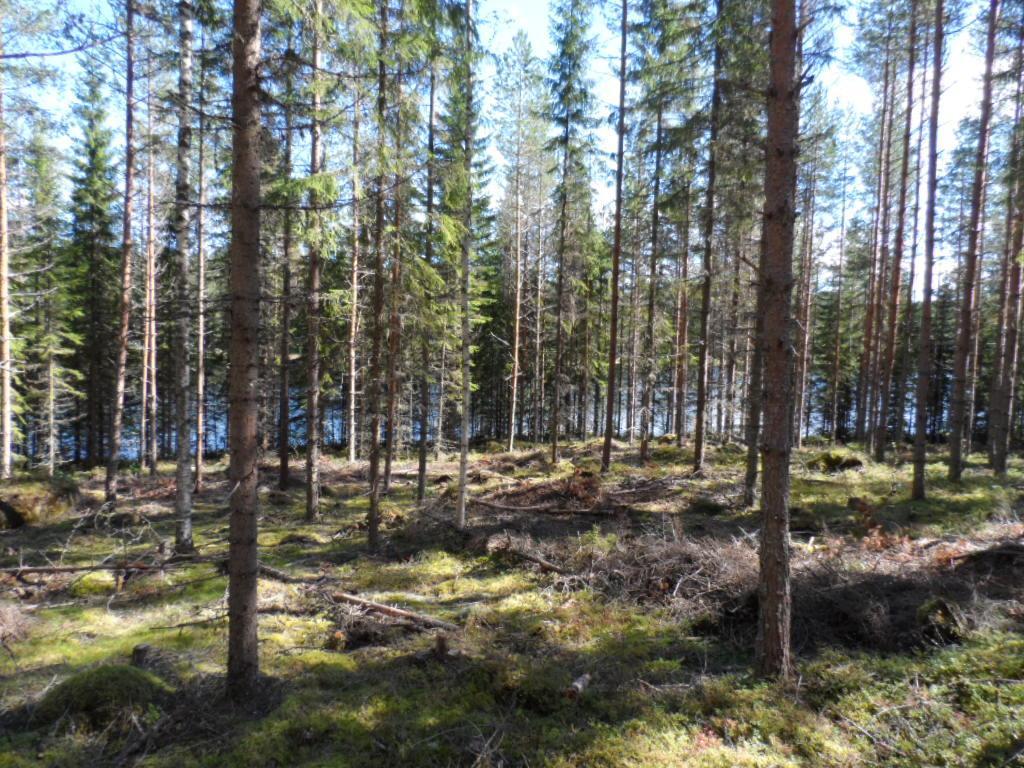 Karsitun metsän takana häämöttää järvi.