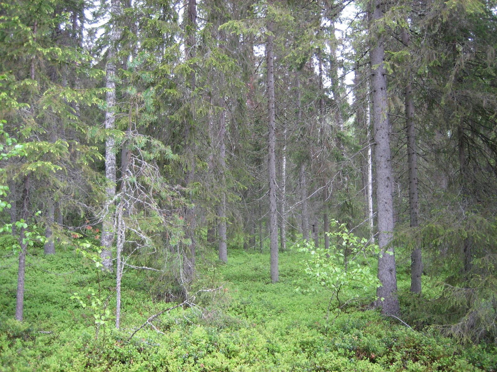 Kuusivaltaisessa metsässä kasvaa myös koivuja. Aluskasvillisuutena on mustikanvarpuja.