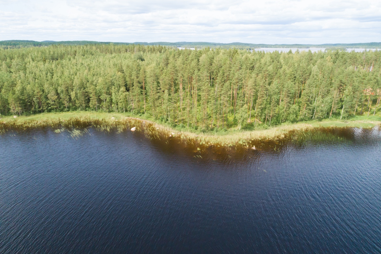 Kesäisen vehreä sekametsä reunustaa järveä. Ilmakuva.