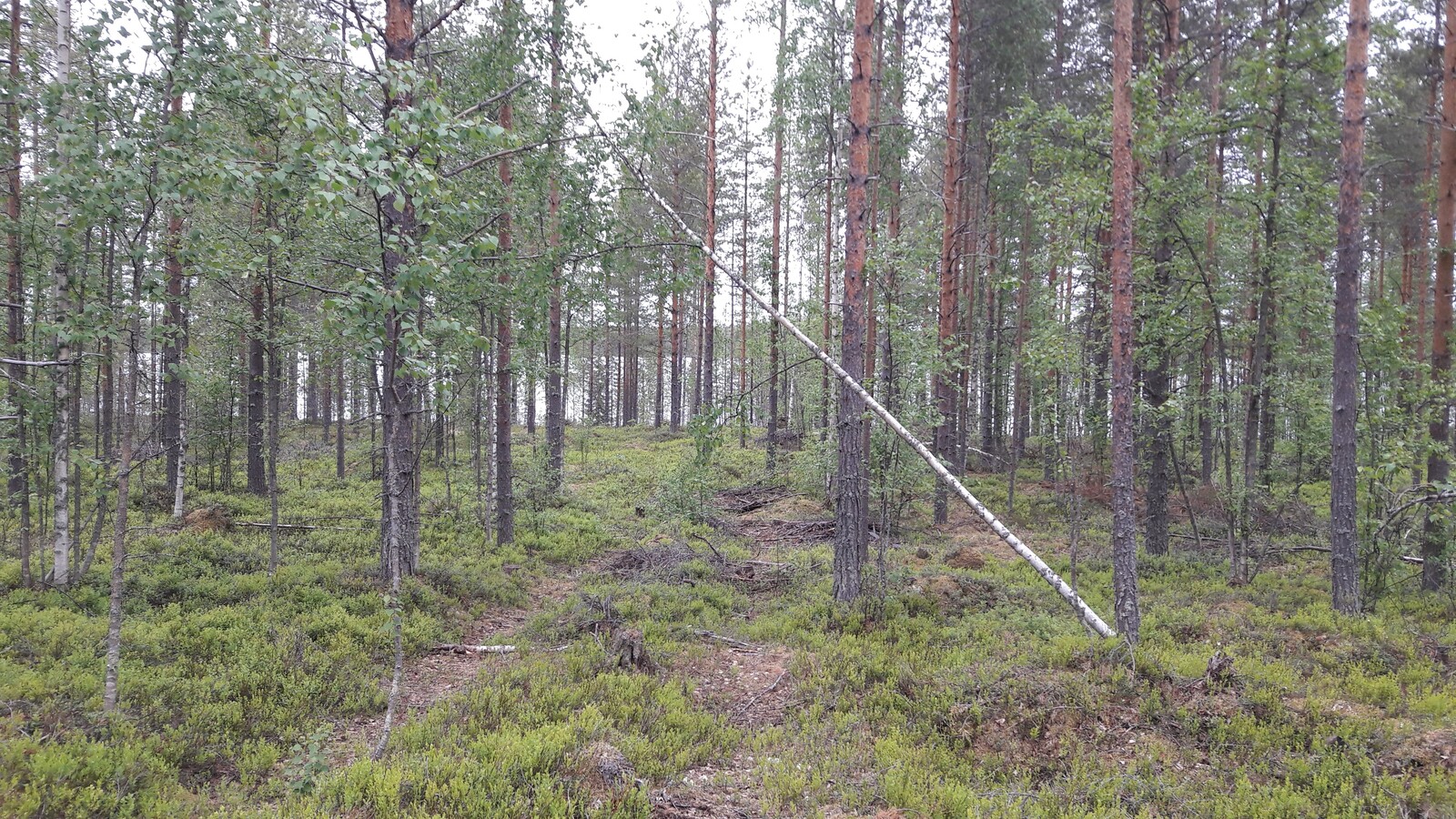 Kapea polku kulkee mäntyvaltaisessa metsässä kohti taustalla häämöttävää järveä.