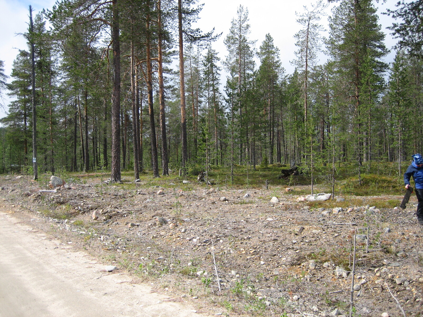 Hiekkatietä reunustaa kesäinen mäntymetsä.