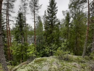 Jäkäläpeitteiseltä kalliolta avautuu metsämaisema, jonka takana häämöttää lampi.