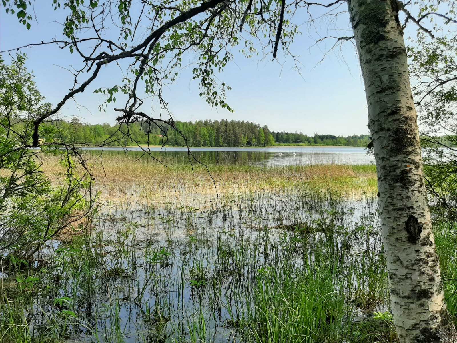 Koivu ja pajut reunustavat kesäistä järvimaisemaa. Rantavedessä kasvaa vesikasveja.