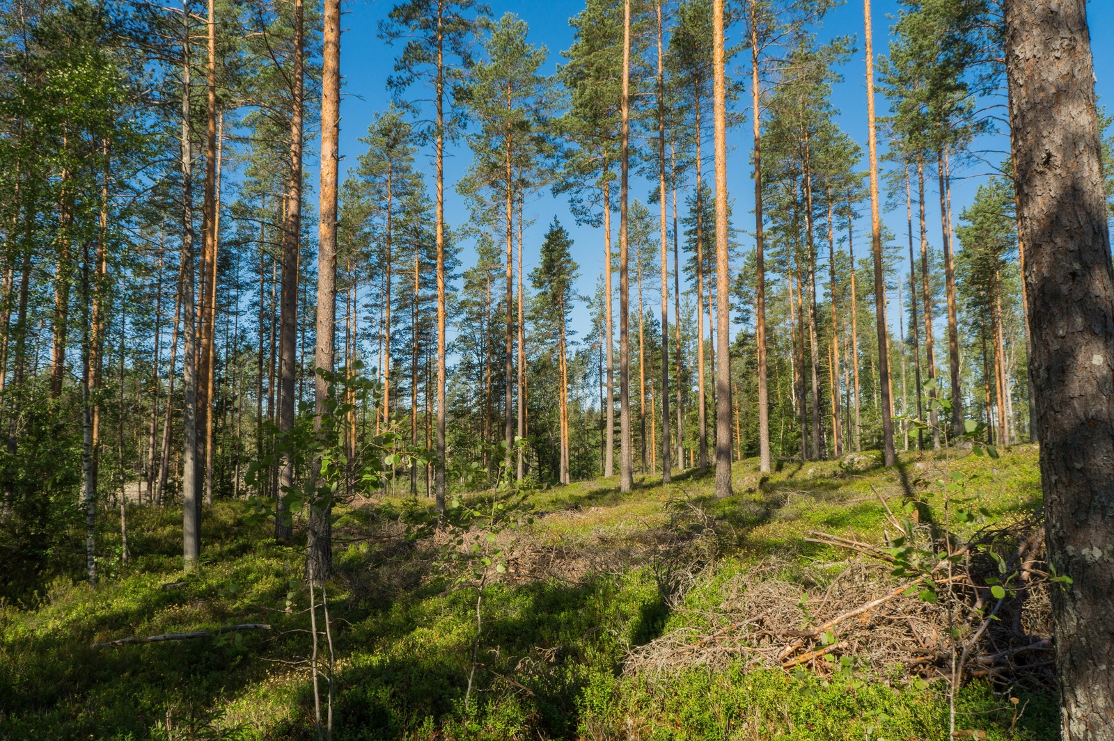 Valoisassa mäntyvaltaisessa metsässä kasvaa myös lehtipuiden taimia.