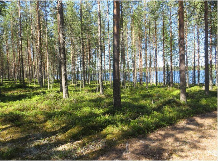 Aurinko paistaa avaraan mäntymetsään, jonka takana häämöttää järvi. Etualalla on tienpohja.