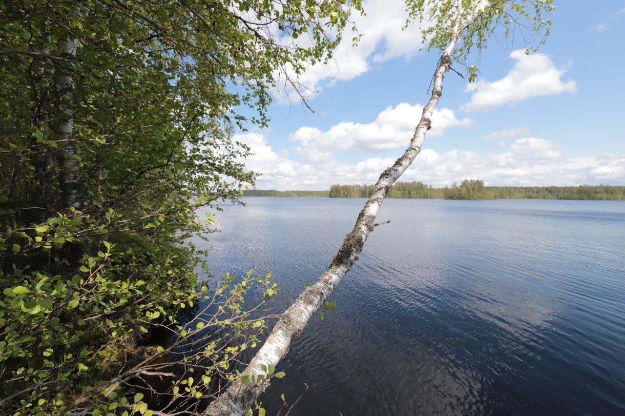 Rantakoivikko reunustaa kesäistä järvimaisemaa, jossa yksi koivu kaartuu veden yläpuolelle.