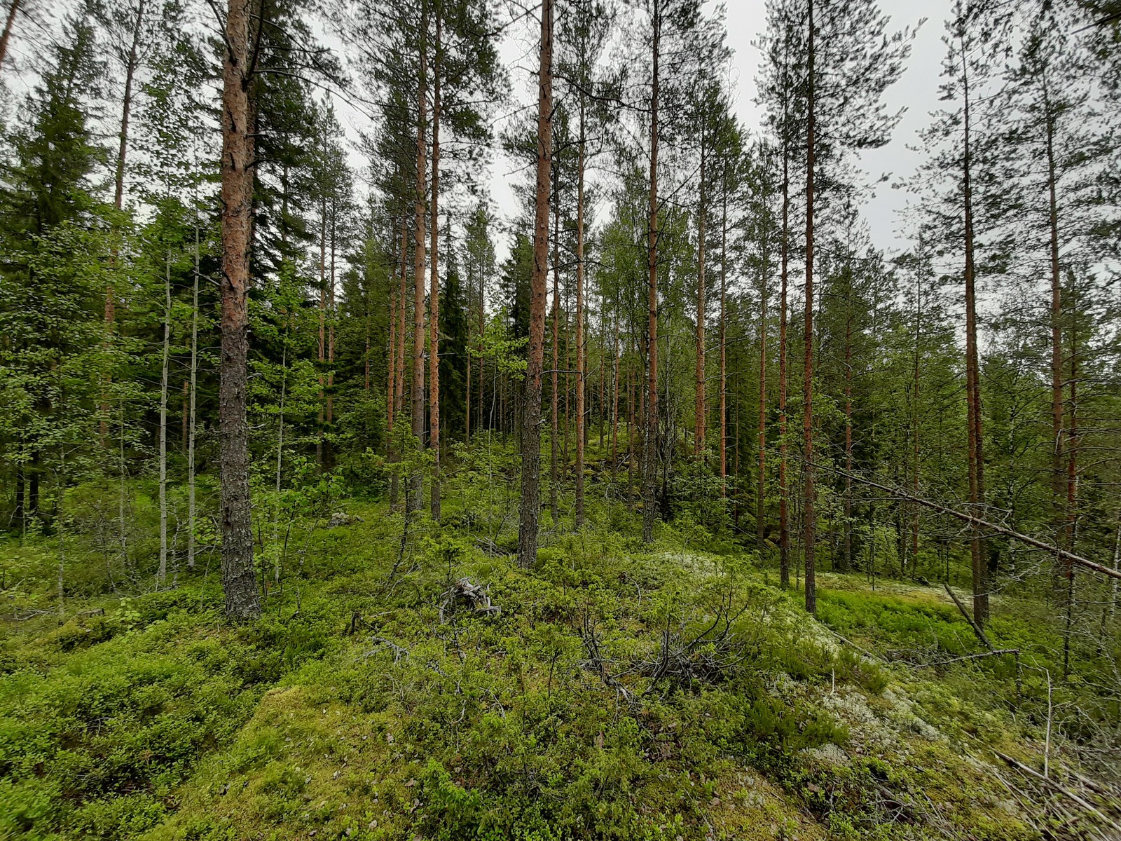 Kallioisessa maastossa kasvaa havupuuvaltainen metsä.