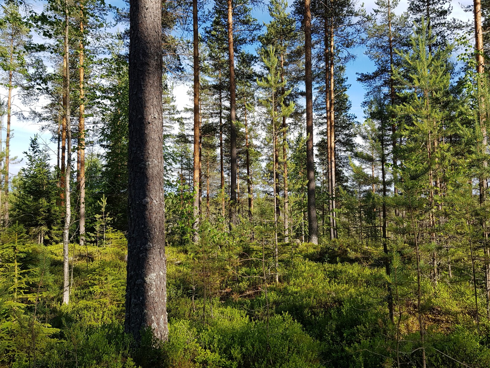 Aurinko paistaa mäntyvaltaiseen metsään.