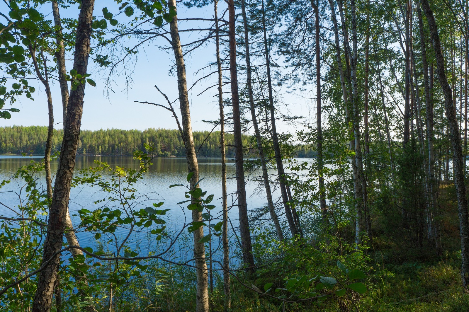 Rannassa kasvavien puiden takana avautuu kesäinen järvimaisema.