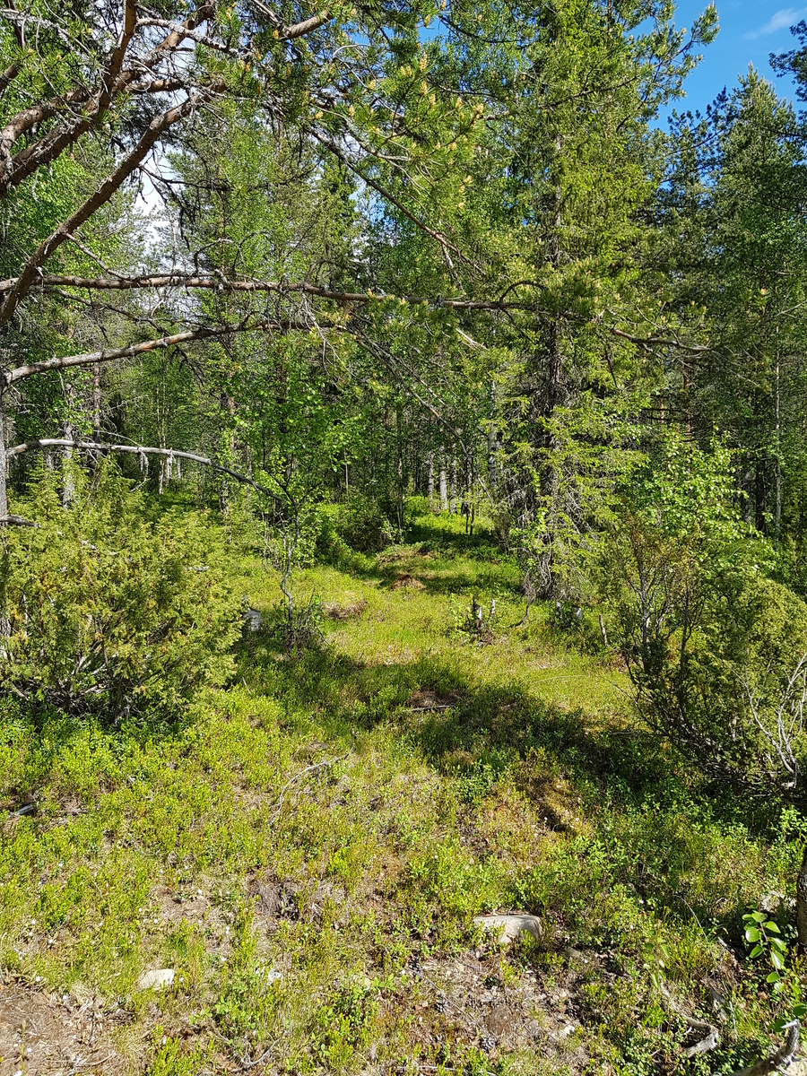 Aurinko paistaa kesäiseen sekametsään. Etualalla kasvaa katajia.