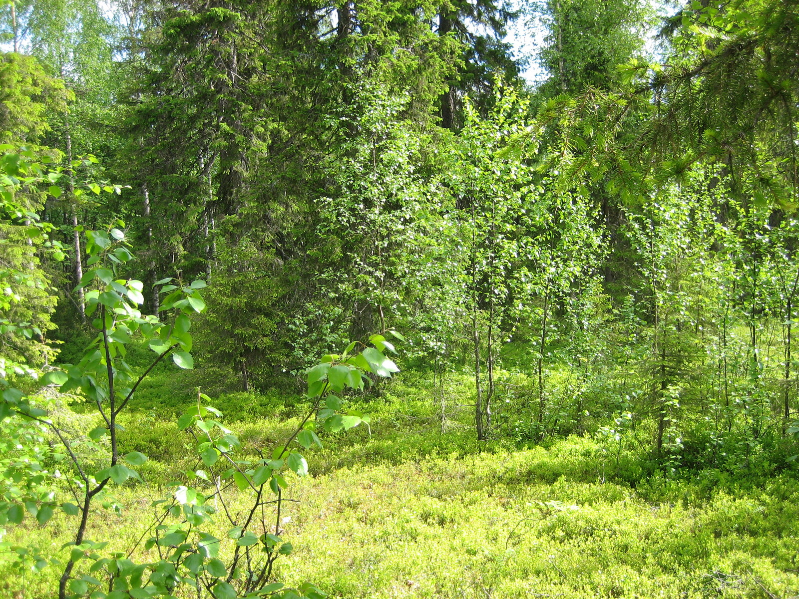 Aurinko paistaa vehreään sekametsään, jossa kasvaa kuusia, koivuja ja pihlajia.