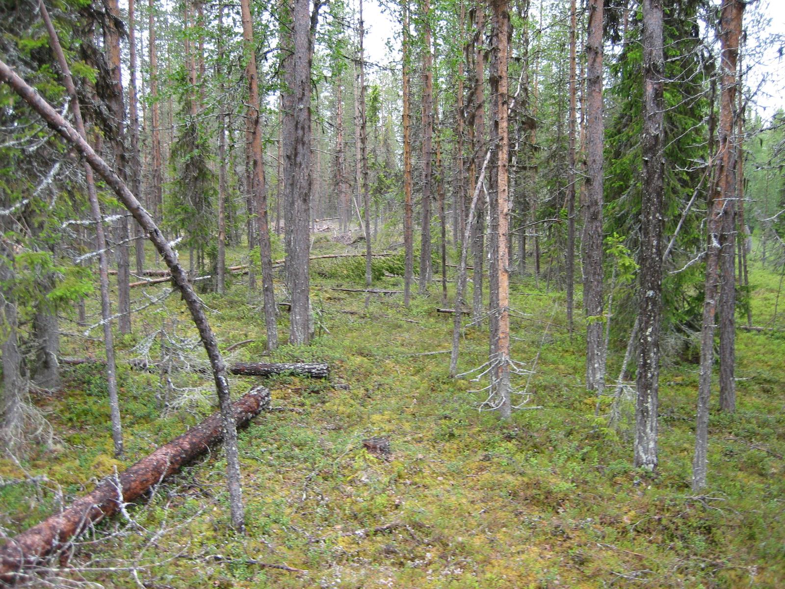 Naavapeitteisiä puita havumetsässä.