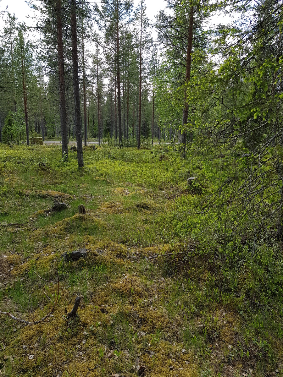 Kesäisessä sekametsässä on maassa sammalpeitteisiä kiviä ja kantoja. Taka-alalla kulkee tie.