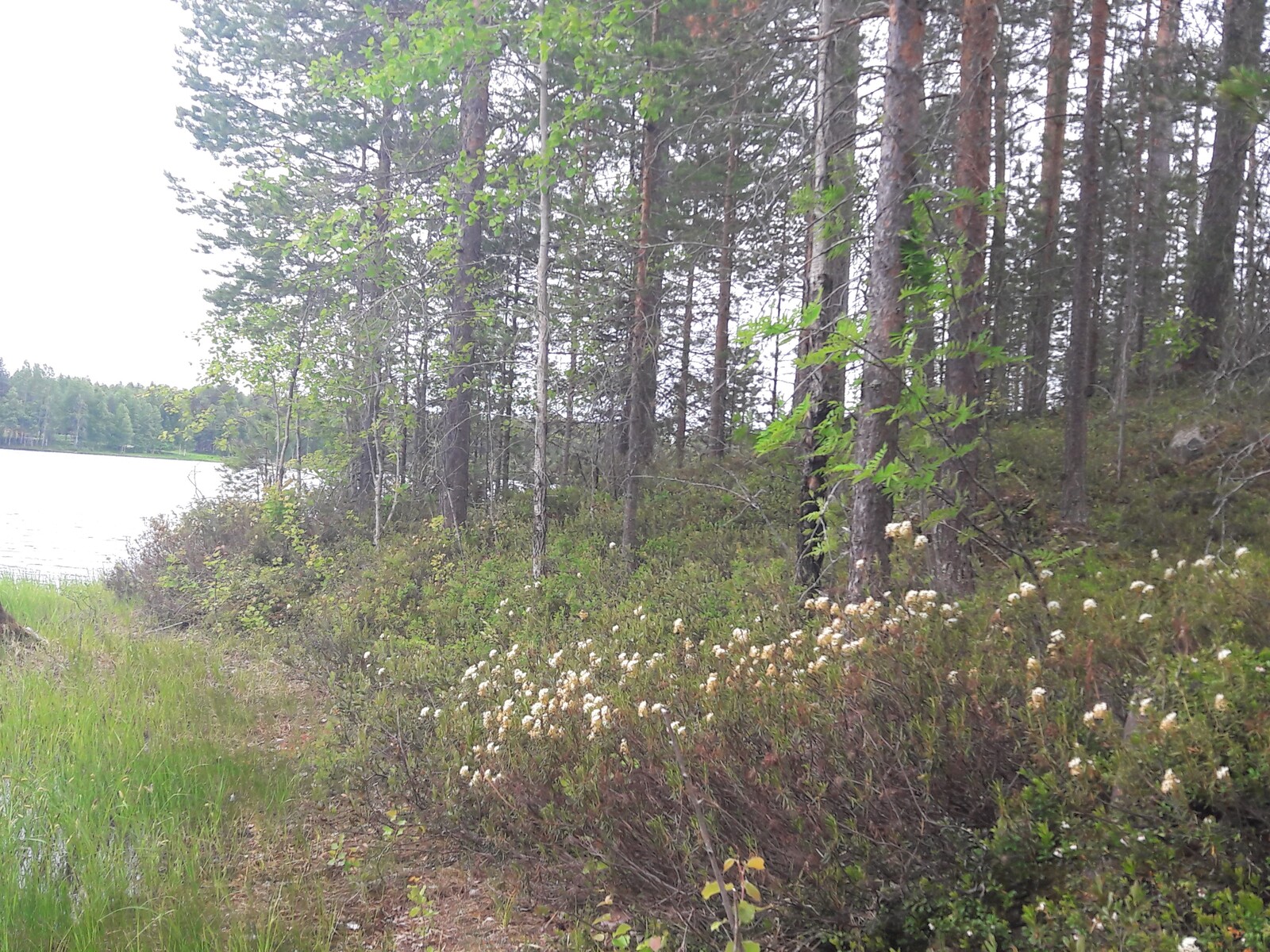 Suopursut kukkivat järven rannalla metsän reunalla.