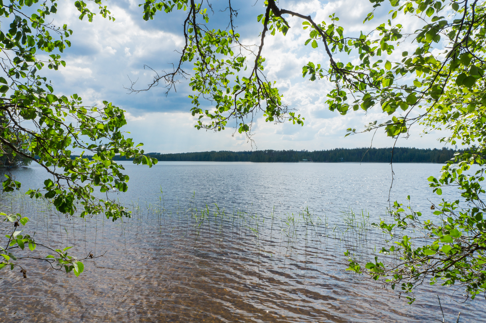 Lehtipuiden vehreät oksat reunustavat kesäistä järvimaisemaa.