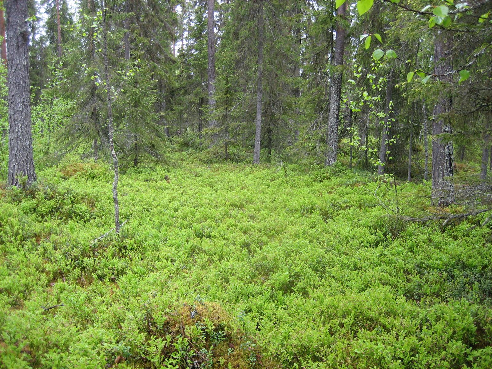 Kesäisessä sekametsässä kasvaa koivuja, kuusia ja mäntyjä.