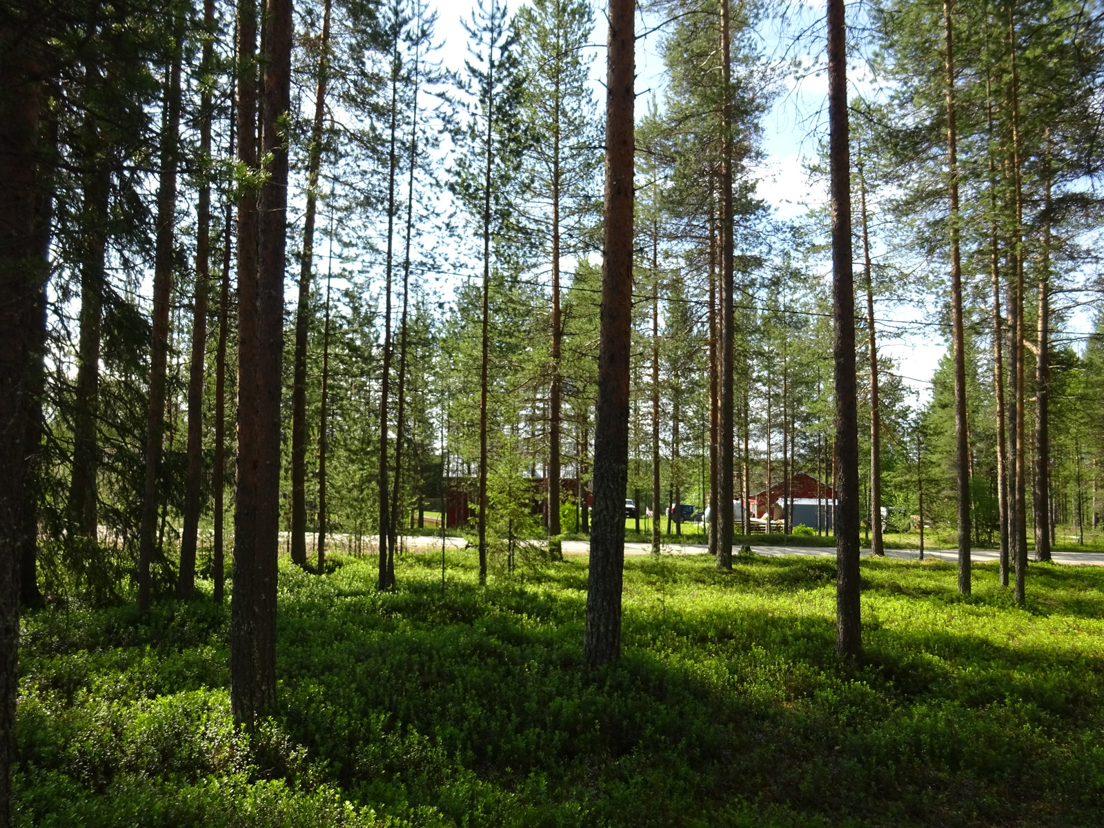 Aurinko paistaa kesäiselle mäntykankaalle. Taka-alalla on rakennuksia.