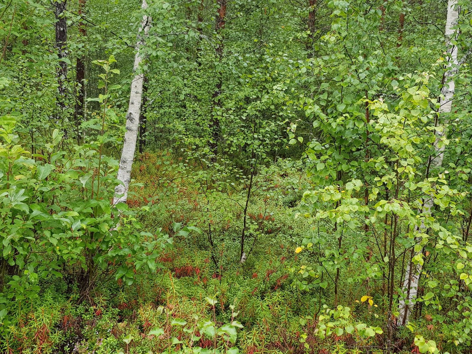 Nuorten koivujen ja pajujen juurella kasvaa suopursuja.