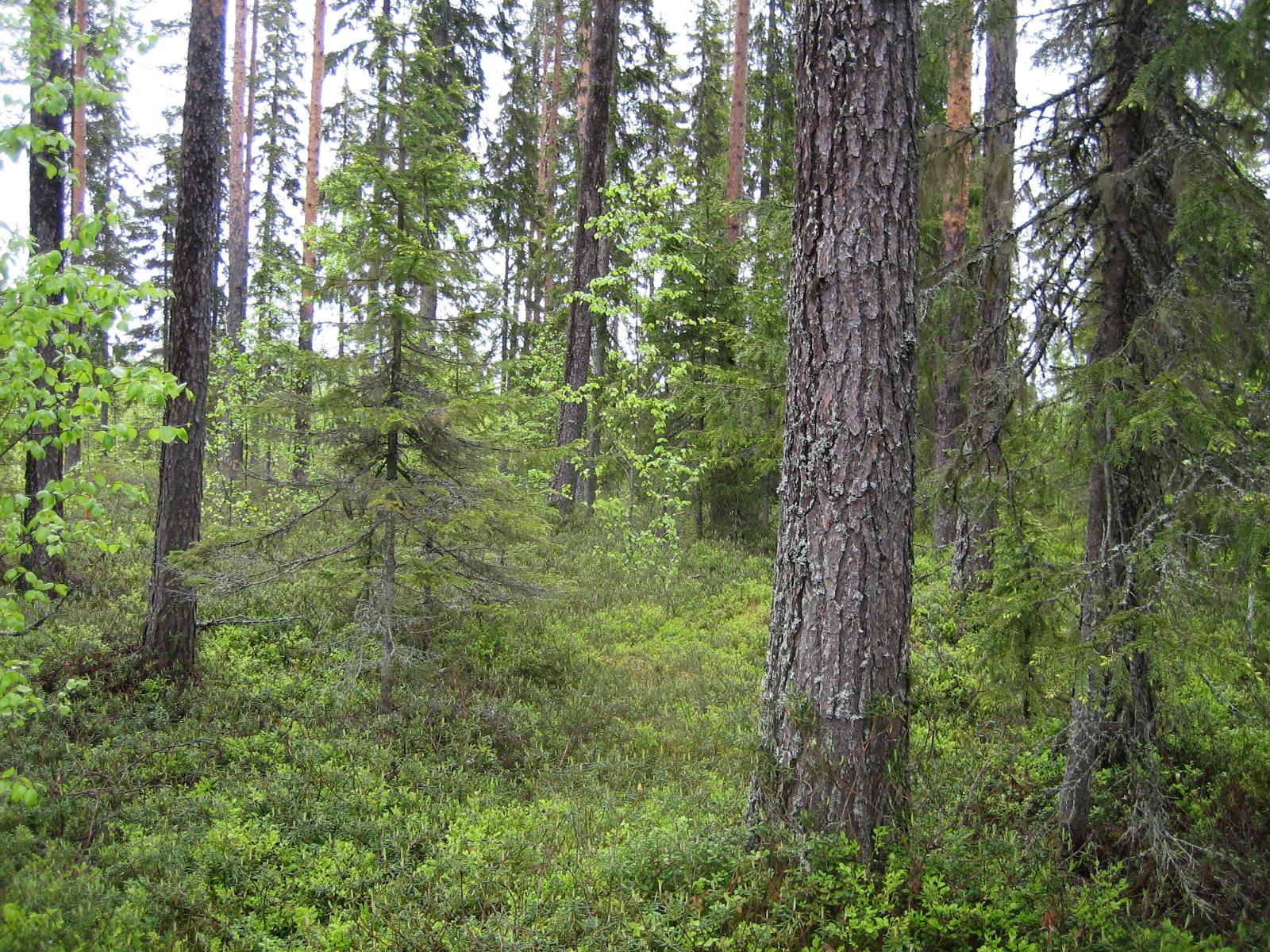 Kesäisessä sekametsässä kasvaa koivuja, kuusia ja mäntyjä.