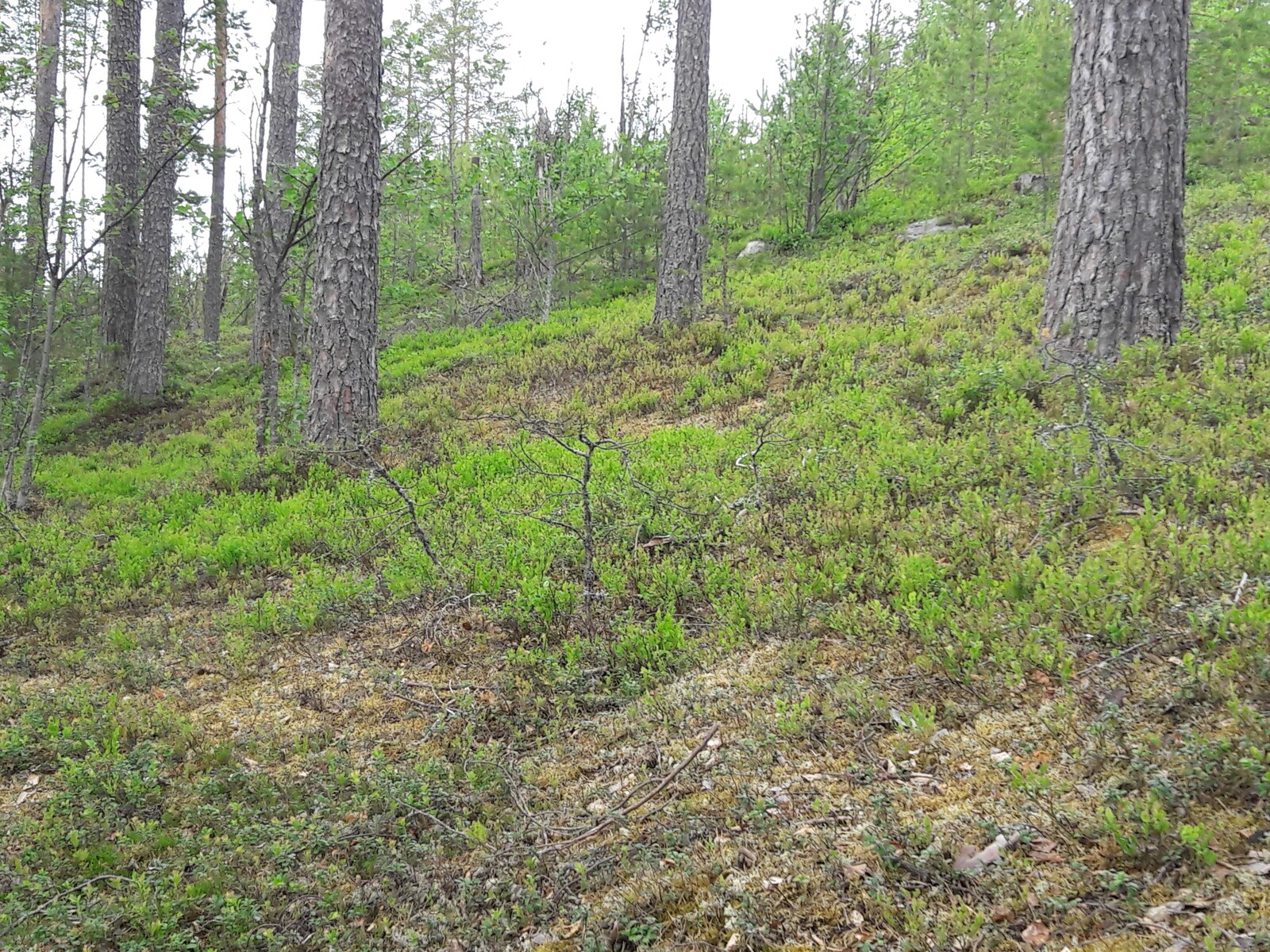 Kangasmetsän valoisassa rinteessä kasvaa mustikan- ja puolukanvarpuja.