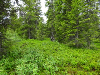 Kuusivaltaisessa metsässä kasvaa runsaasi mustikanvarpuja ja koivun taimia.