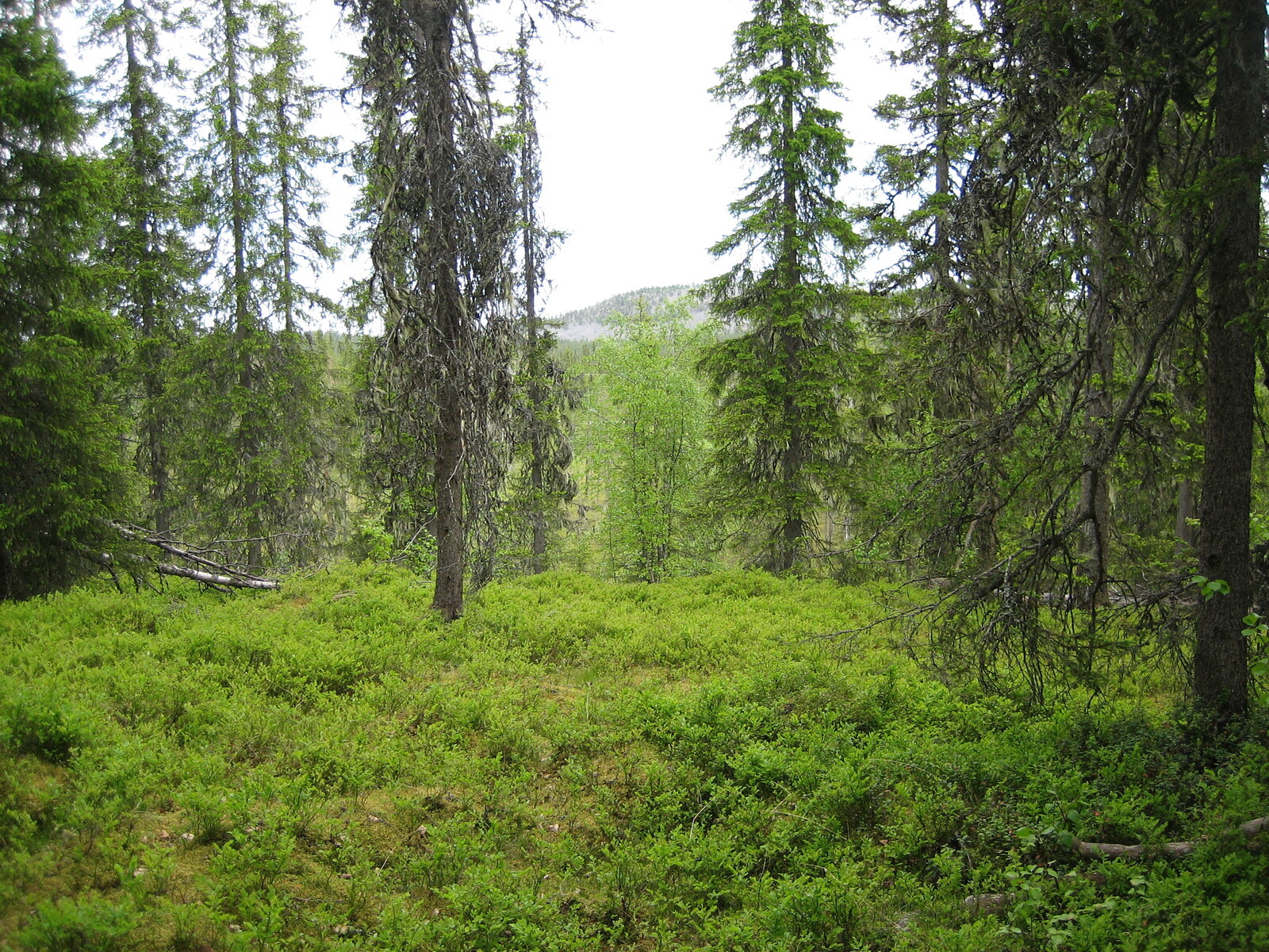 Kuusivaltaisesta metsästä avautuvan maiseman horisontissa kohoaa vaaroja.