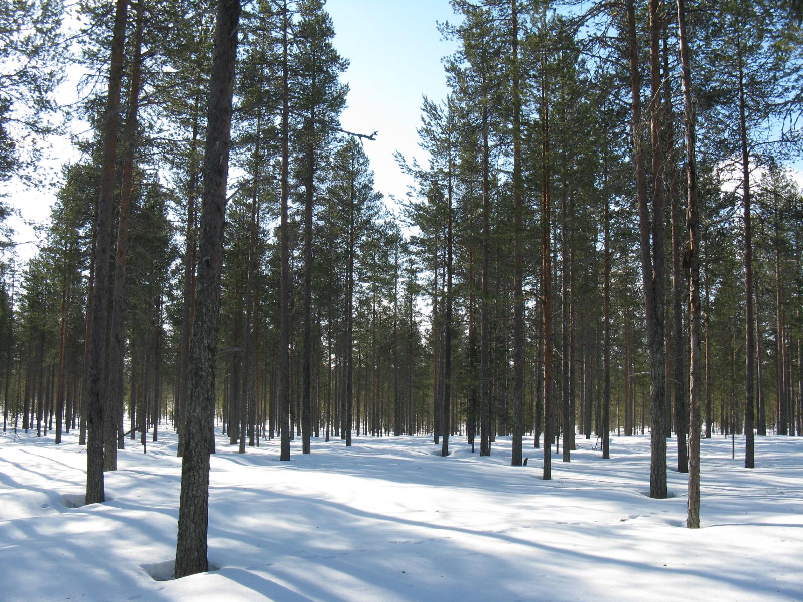 Mäntyvaltaisessa metsässä on lumipeite maassa.