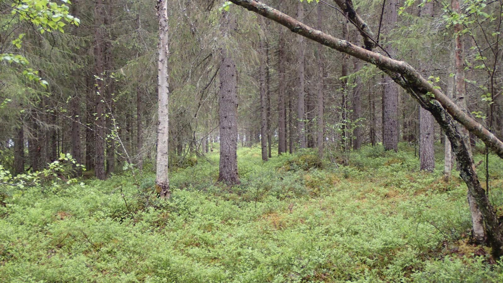 Kesäisessä sekametsässä kasvaa koivuja, kuusia ja mäntyjä.