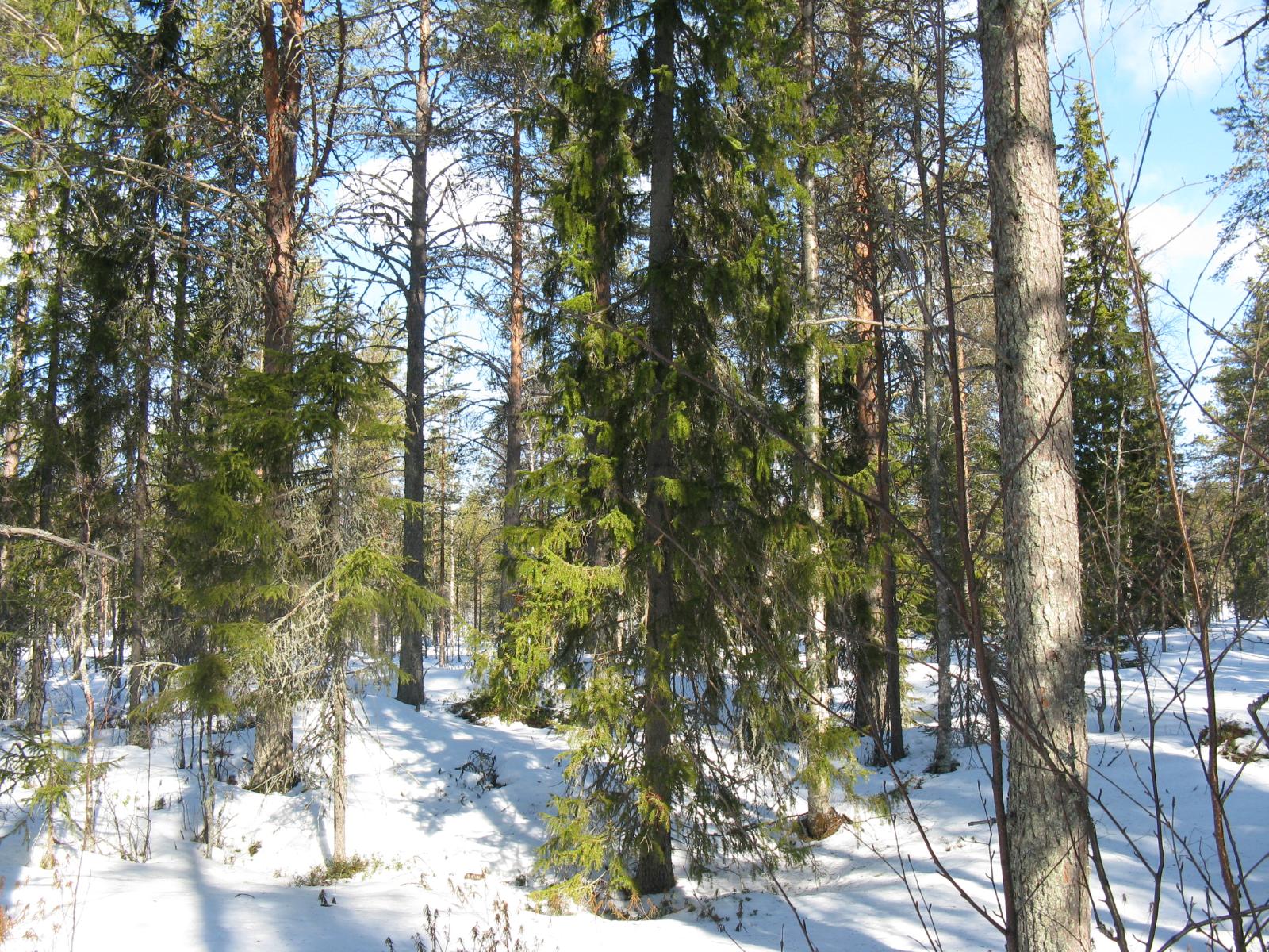 Havupuuvaltaisessa metsässä on maassa lumipeite.
