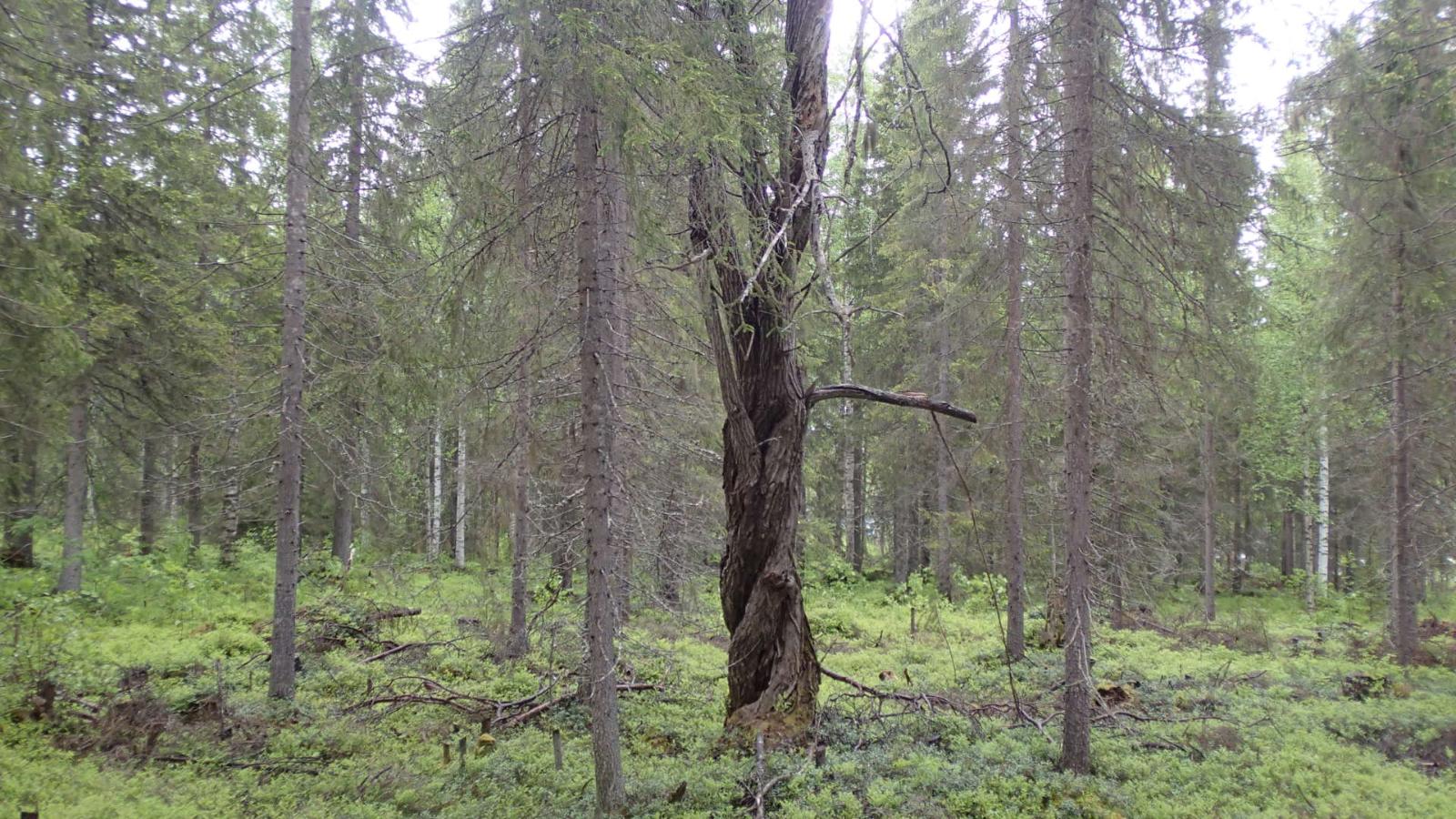 Kuusivaltaisessa metsässä kasvaa myös muutamia koivuja.