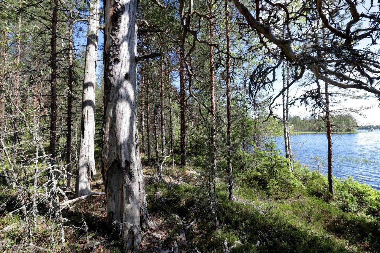 Mäntyvaltainen metsä reunustaa oikealla häämöttäävää järveä. Etualalla on kaksi keloa.