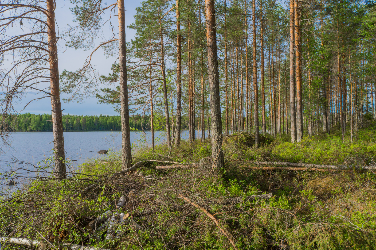 Rannassa kasvavan mäntyvaltaisen metsän takana avautuu kesäinen järvimaisema.