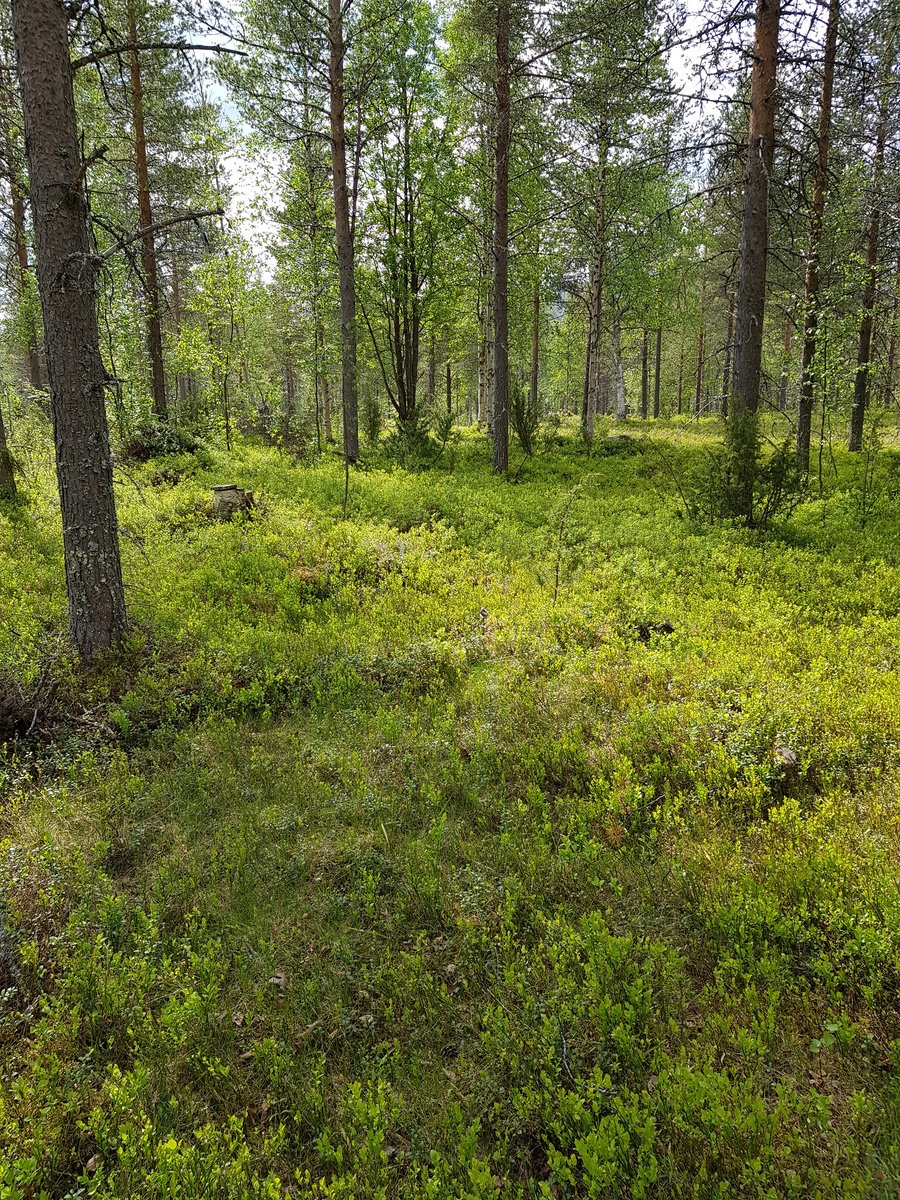 Aurinko paistaa avaraan mäntyvaltaiseen metsään, jossa kasvaa myös lehtipuita ja katajia.